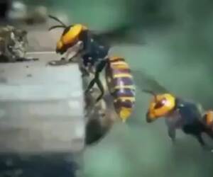 bees under attack from hornet recover fallen soldier