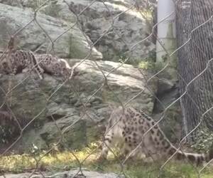 snow leopard cub scares mom and himself