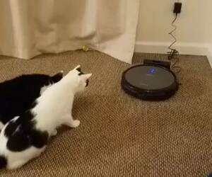 cats meeting the roomba