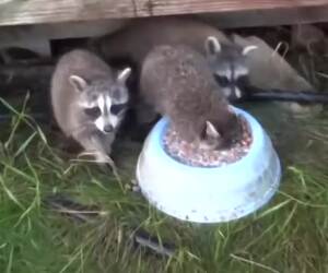 the happiest racoon ever