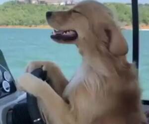 hey guys why is a dog driving that boat