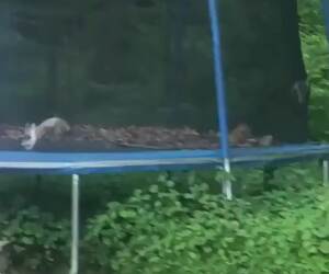 a cat trampoline party