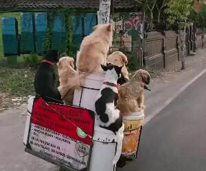 taking the dogs for a ride