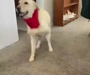 the dancing dog wants some treats