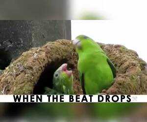 when the beat drops