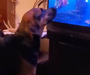 gimme that fish