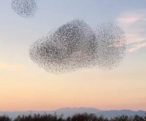 a falcon attempting to hunt in a group of starlings