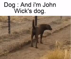 john wicks dog
