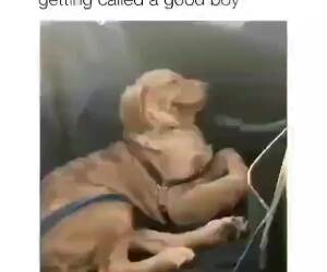 must be a good boy