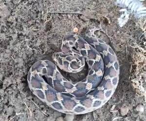 viper snake