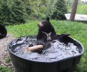 bear bath