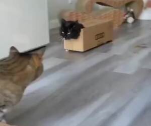 box cat on the move