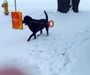 this dog loves shovels