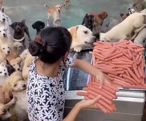 who wants hot dogs