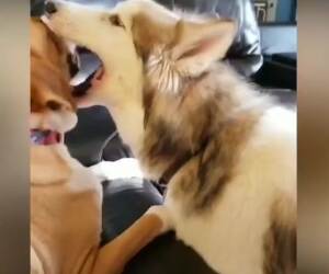 dog french kiss