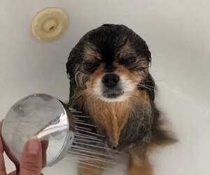 getting a bath