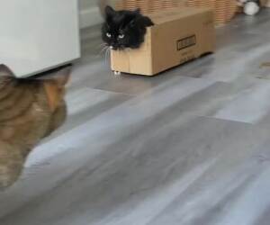 i am box cat