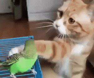 Cat petting parakeet