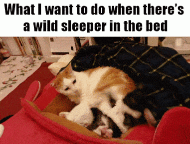 a-wild-sleeper.gif