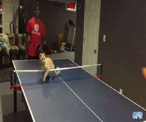 cat ping pong