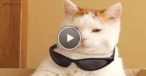 deal with it cat | Gifs