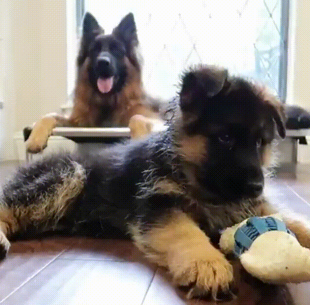 did-you-say-something-funny.gif