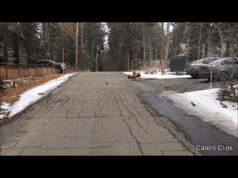 epic-fetch.gif