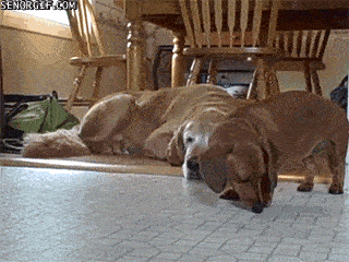 found-a-comfortable-place.gif