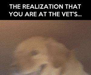 funny dog at vet reaction