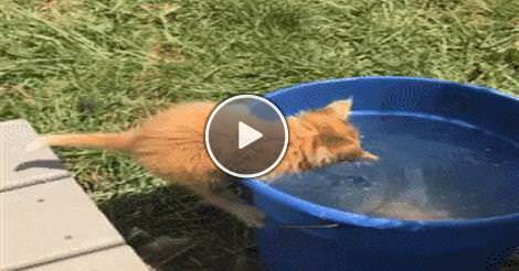dailyhaha funny Gifs