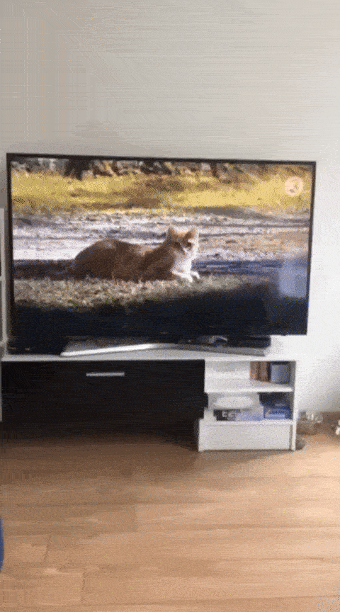going-to-catch-that-cat.gif