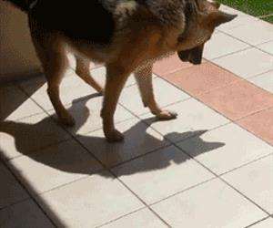 going to get this shadow
