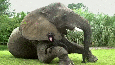 hanging-with-my-pal.gif