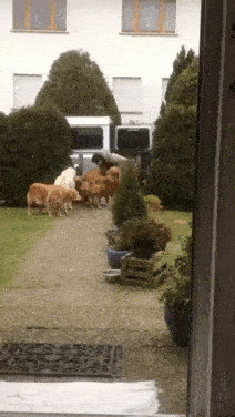 helping-with-the-groceries.gif