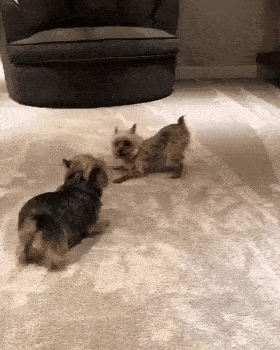 how-i-clean-my-butt-and-play.gif