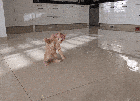i-am-jumping-around.gif