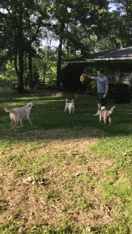 i-know-how-to-get-it.gif