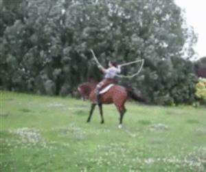 jump roping horse
