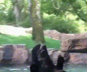 jumping with the bear