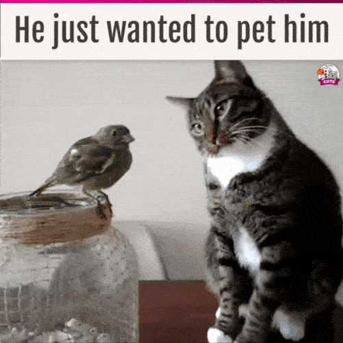 just-wanted-to-pet-him.gif