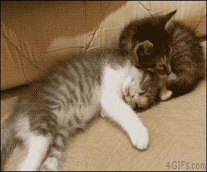 kittens sharing a bed