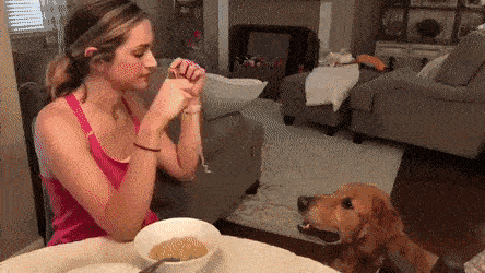 lady-and-the-tramp.gif