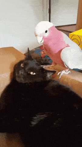nice-kitty.gif
