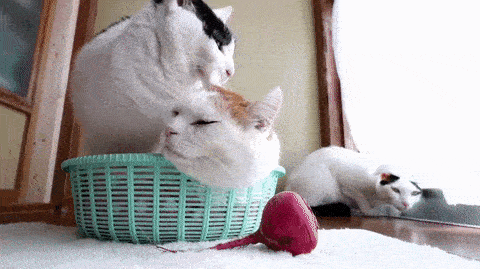 noooo-get-out-of-here.gif