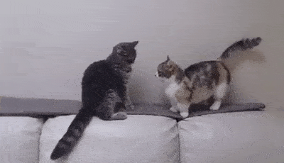 nope-hold-it-right-there.gif