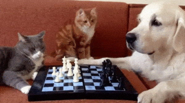 not-a-great-chess-move.gif