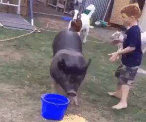 riding the pig