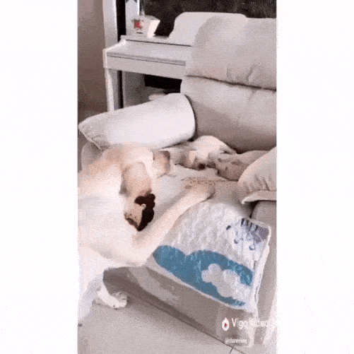rocking-the-puppies.gif