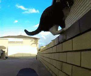 skateboarding cat