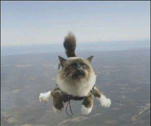 skydiving cat
